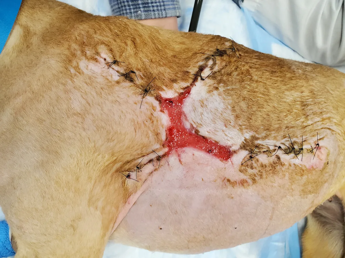A post op photo showing wound healing progress. 