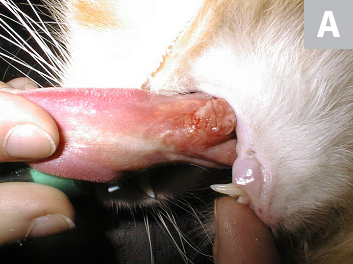 oral squamous cell carcinoma cat