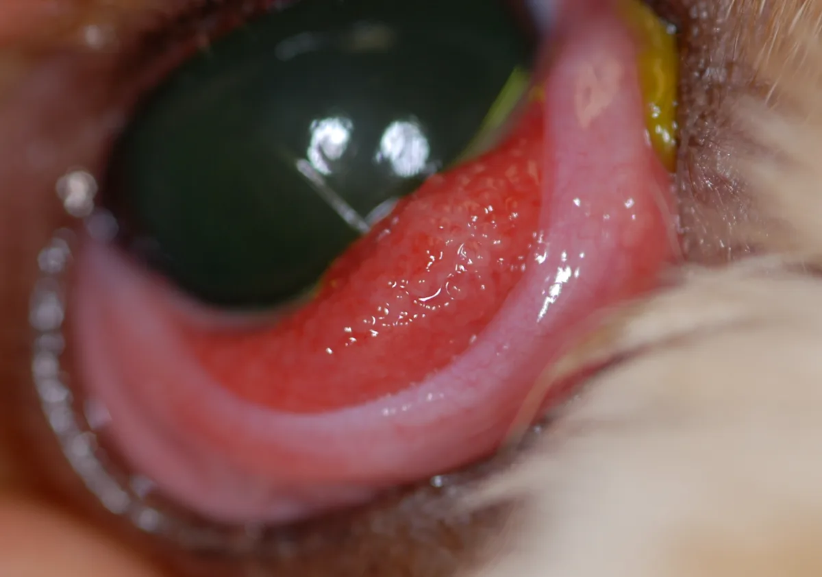 Posterior aspect of canine nictitans showing red, cobblestone appearance.