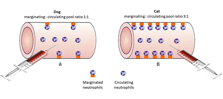 Two diagrams illustrating marginated and circulating neutrophil patterns in a healthy dog and cat.