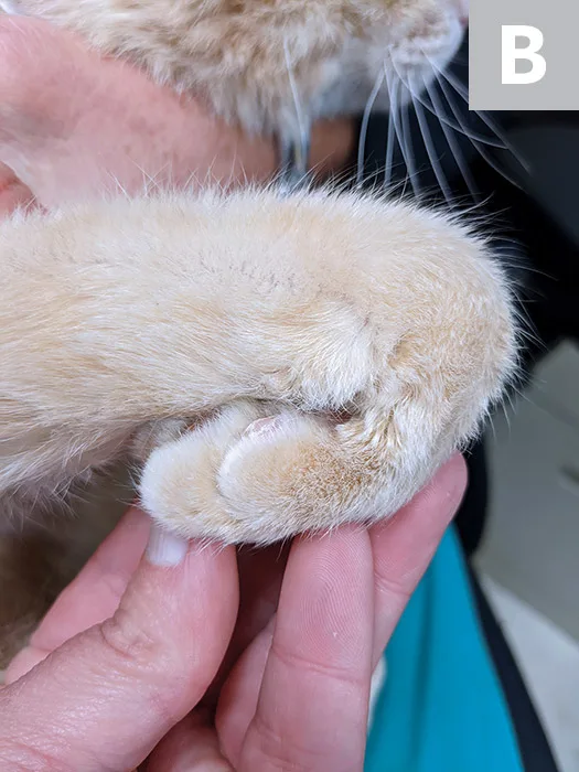 Images demonstrating extension of stifle and flexion of carpus in a cat.