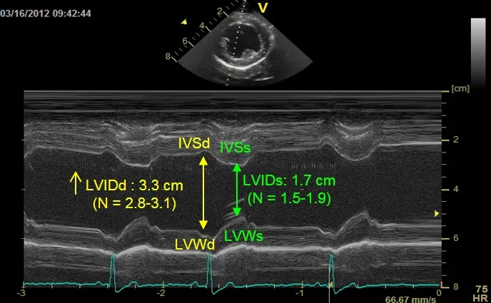 M-mode echocardiogram showing measurements for cardiac wall thickness and chamber dimension in dog with early MMVD.