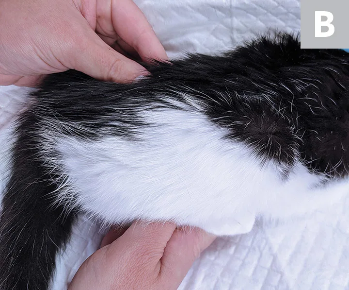 Images demonstrating how to flex the hip while extending the spine of a cat.