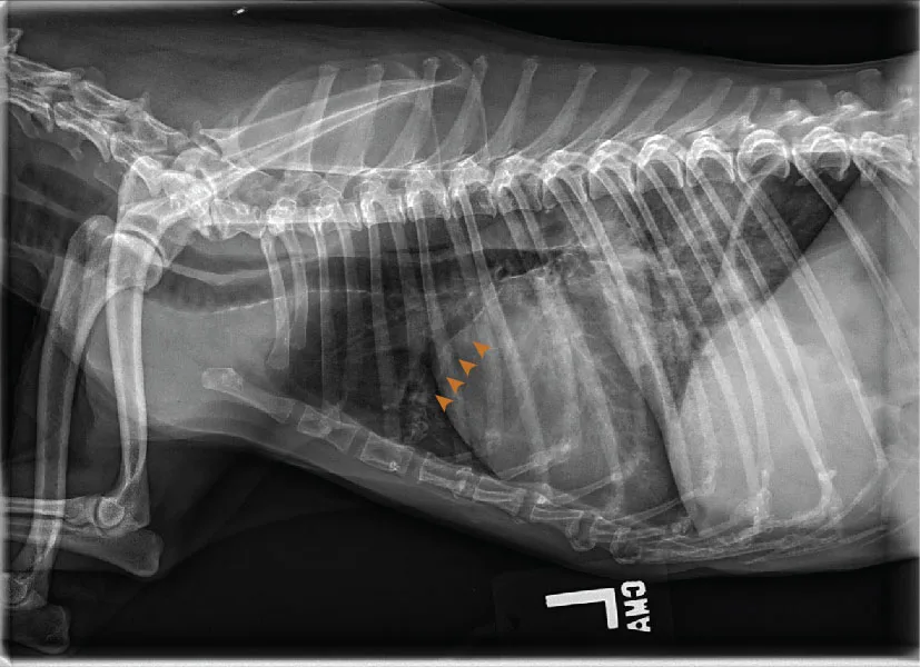 Radiographs in a dog with arrowheads highlighting findings.