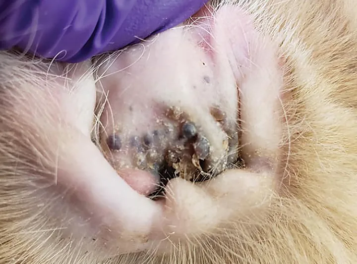 Coalescing round brown-to-black round subcutaneous masses on base of cat pinna near opening to ear canal.