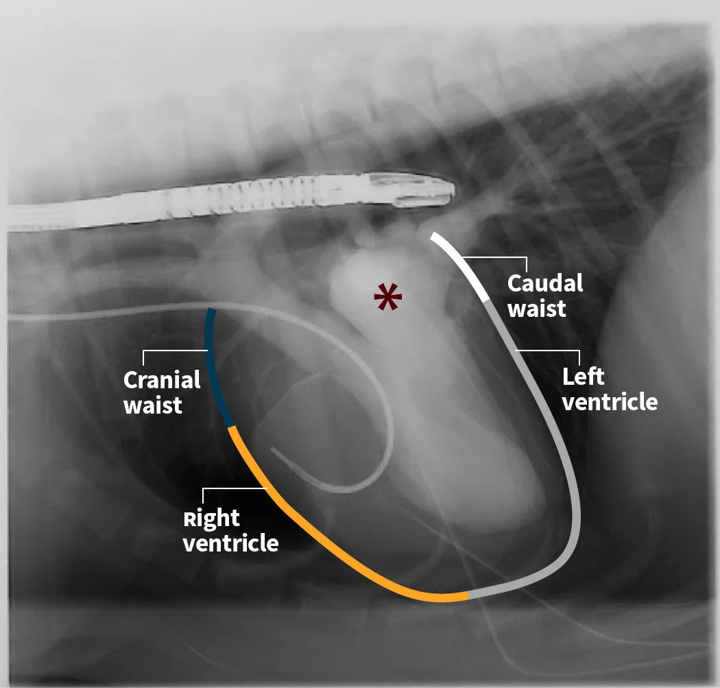 Radiographs in a dog with lines and an asterisk highlighting findings.