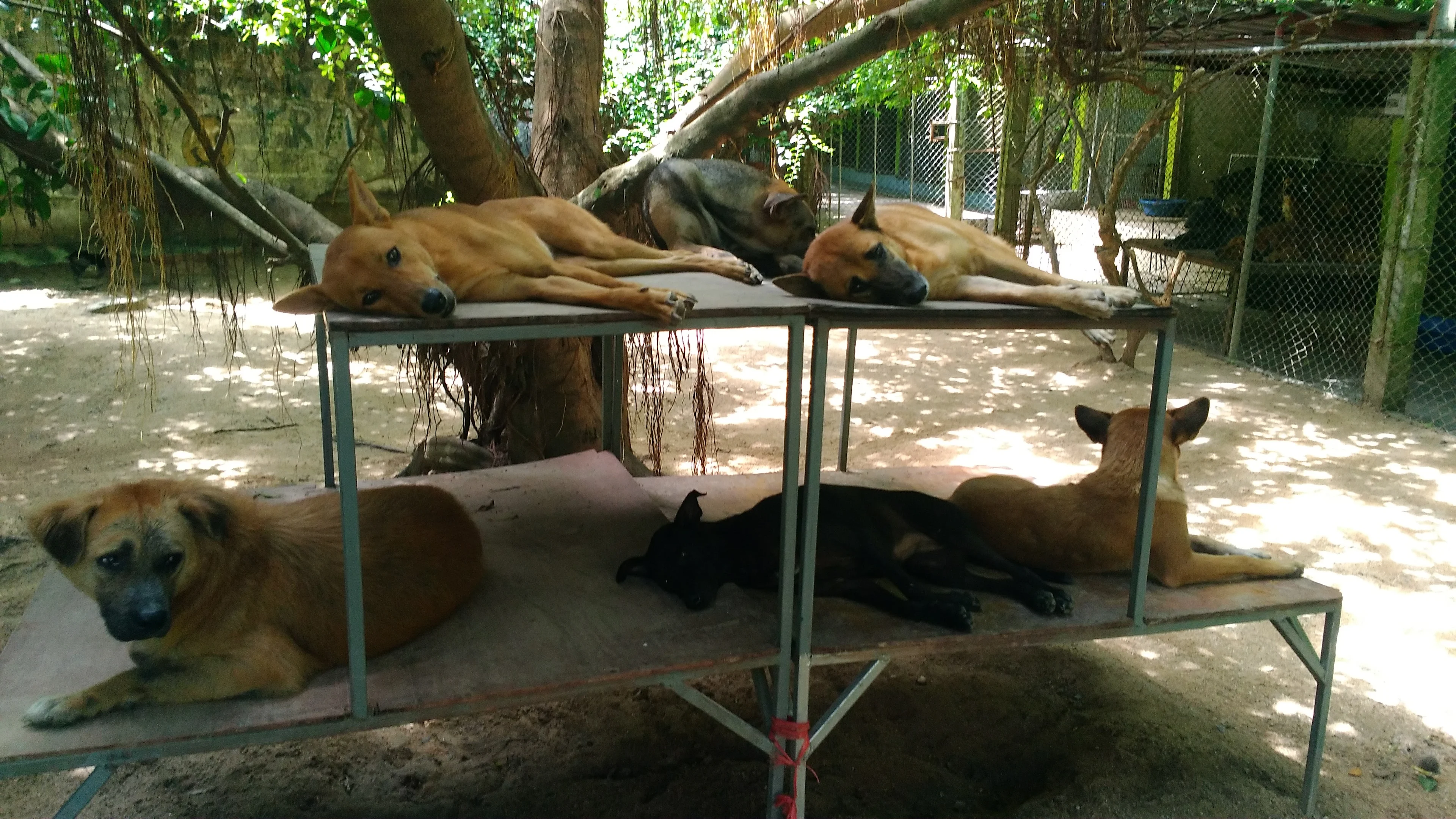 Various mixed breed dogs resting outside.