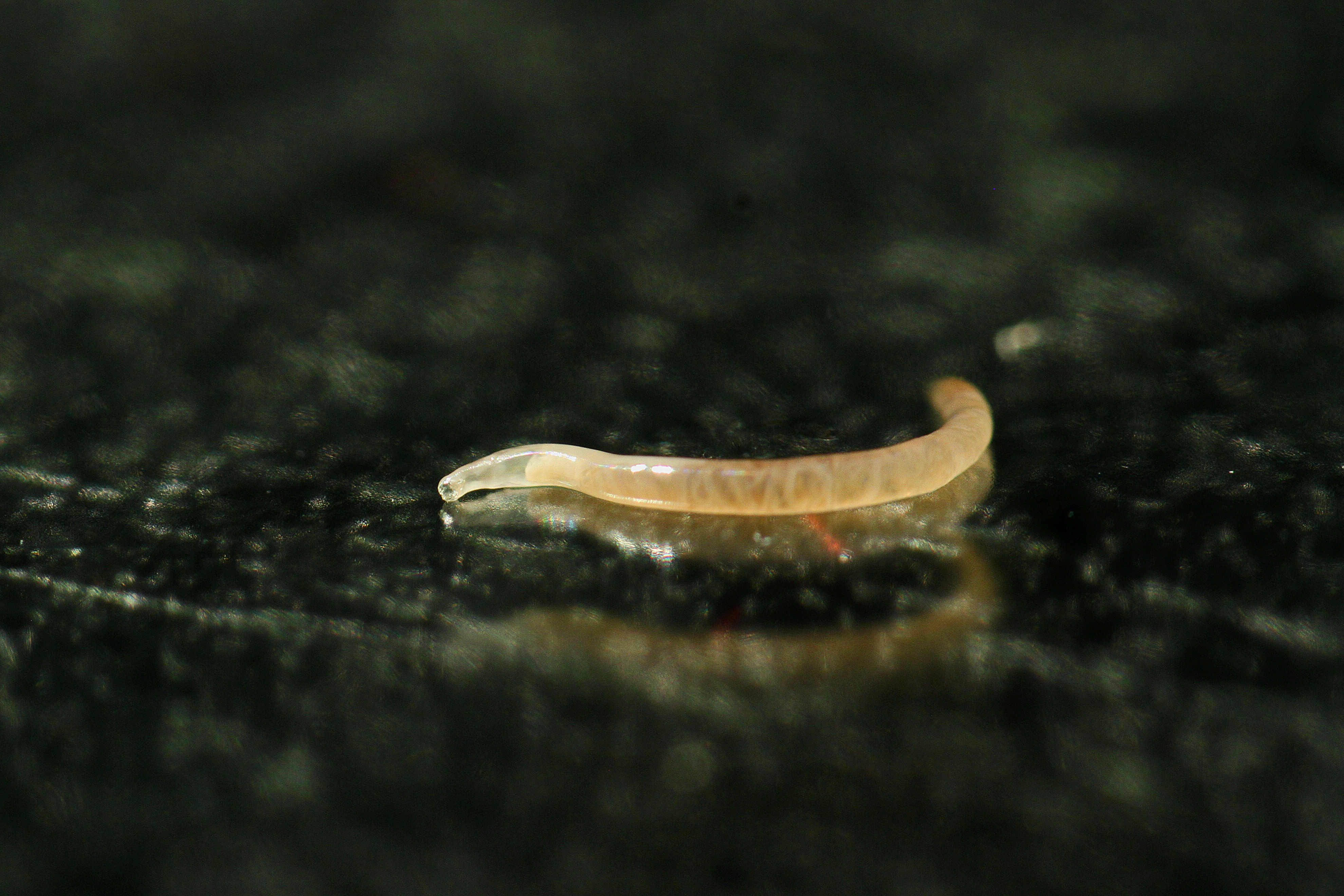 Zoonotic hookworms and roundworms affecting dogs and cats in Europe | The  Veterinary Nurse, image size:3960x2640