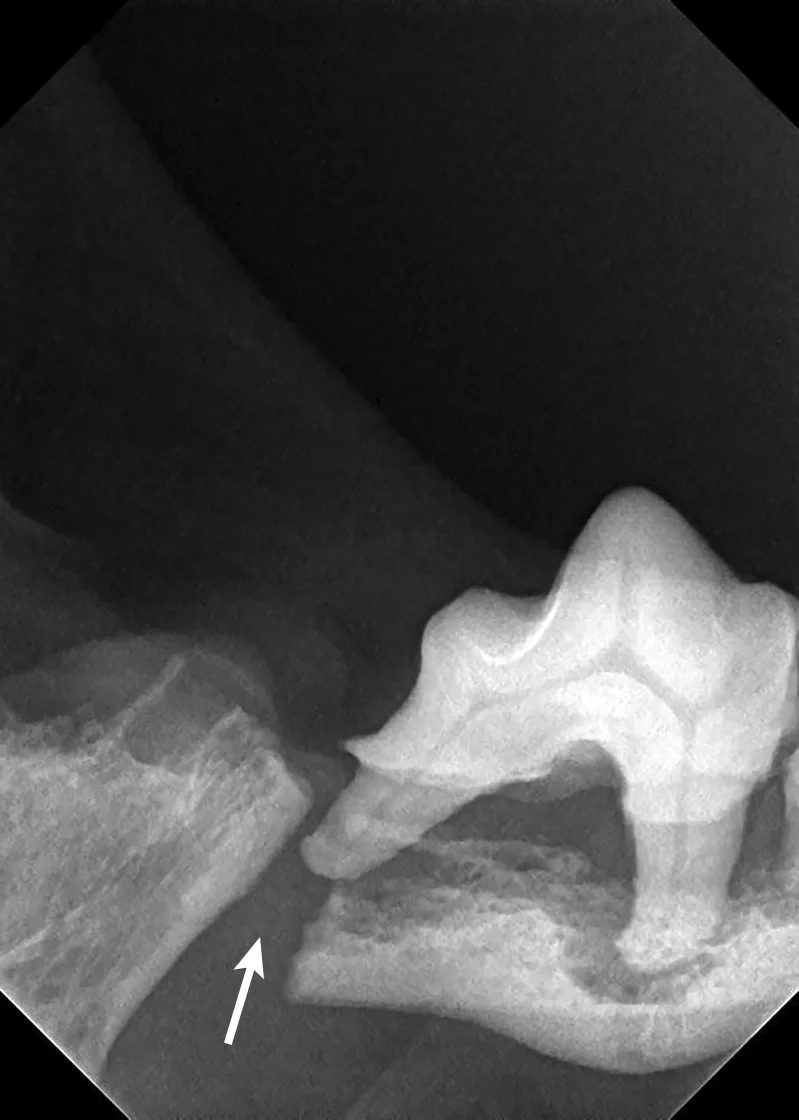 A dental radiograph of a fractured mandible in a dog. 