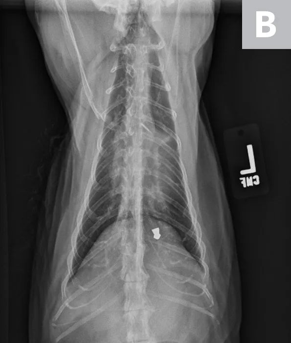 Lateral and VD thoracic images of a cat with HCM and overlying VHS measurements on lateral view.