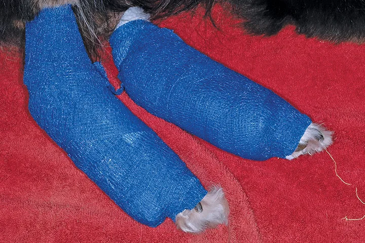 A dog’s rear feet have been bandaged.