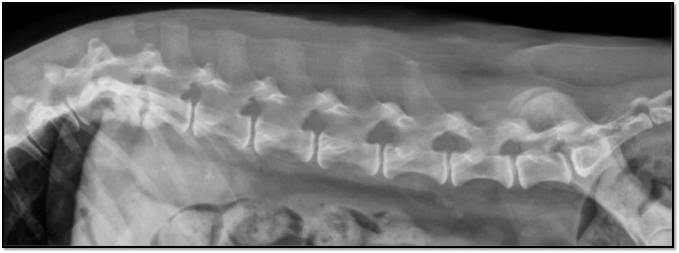 Close-up view of a radiograph of the spine of a dog.