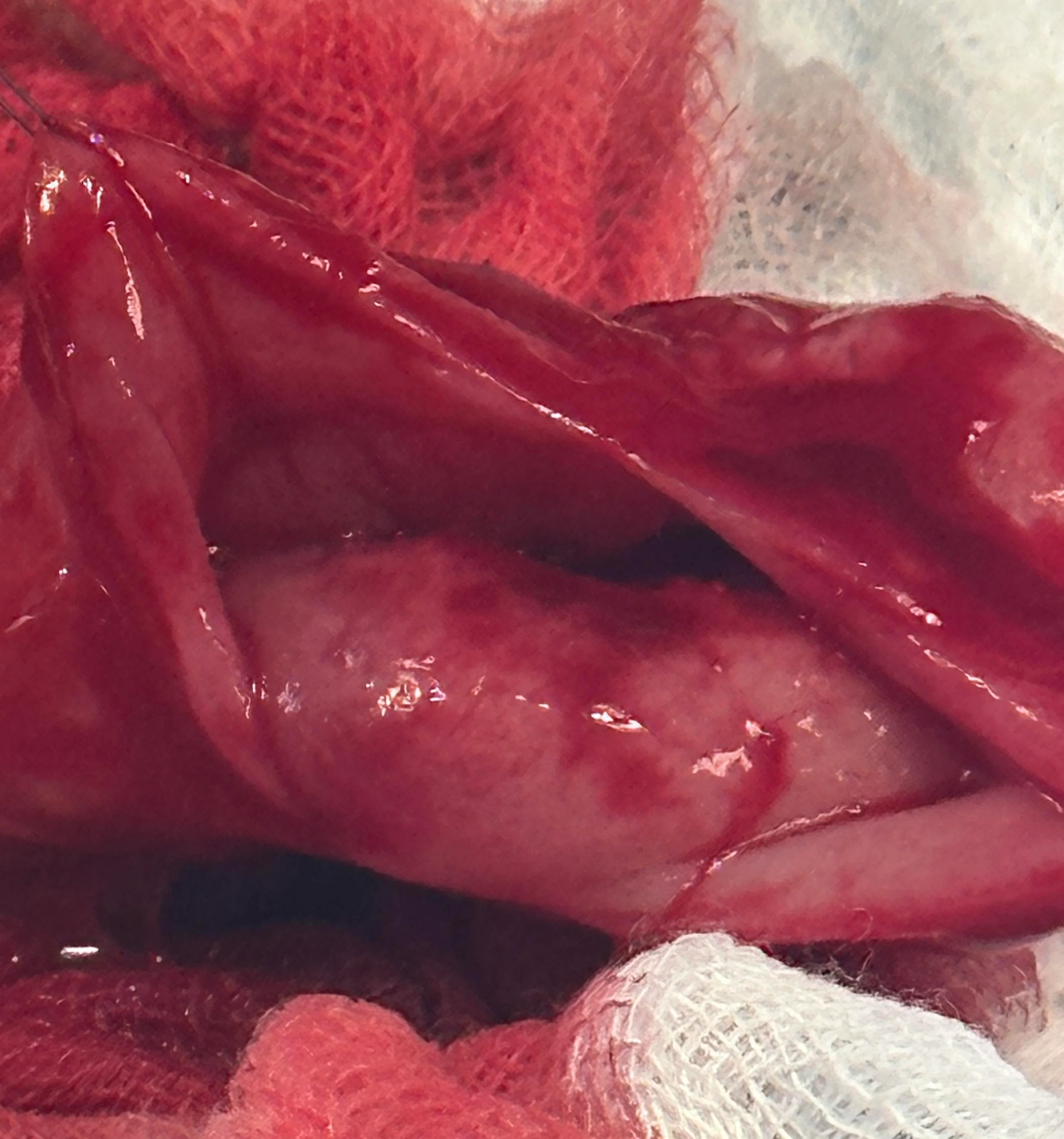 Figure 2A: An intraoperative photo of a feline patient with an irregular mass on the urinary bladder. Figure 2B: An excised urinary bladder mass sits on a surgical drape. 