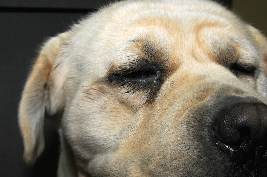 Close-up image of dog face showing diffuse soft-tissue swelling affecting entire head.
