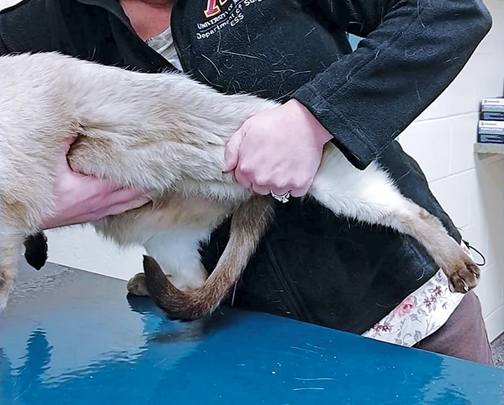 Hand supporting ventral caudal abdomen of cat standing on exam table while the other hand extends cat’s hindlimb.
