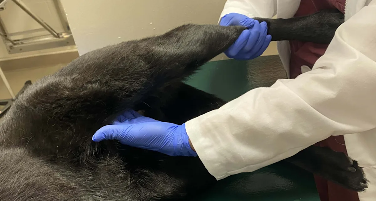 Hand abducting distal pelvic limb of laterally recumbent dog while palpating area around inguinal fold with fingers.