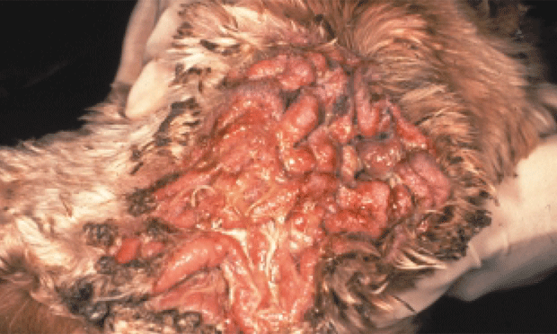 Canine otitis 2024 externa treatment