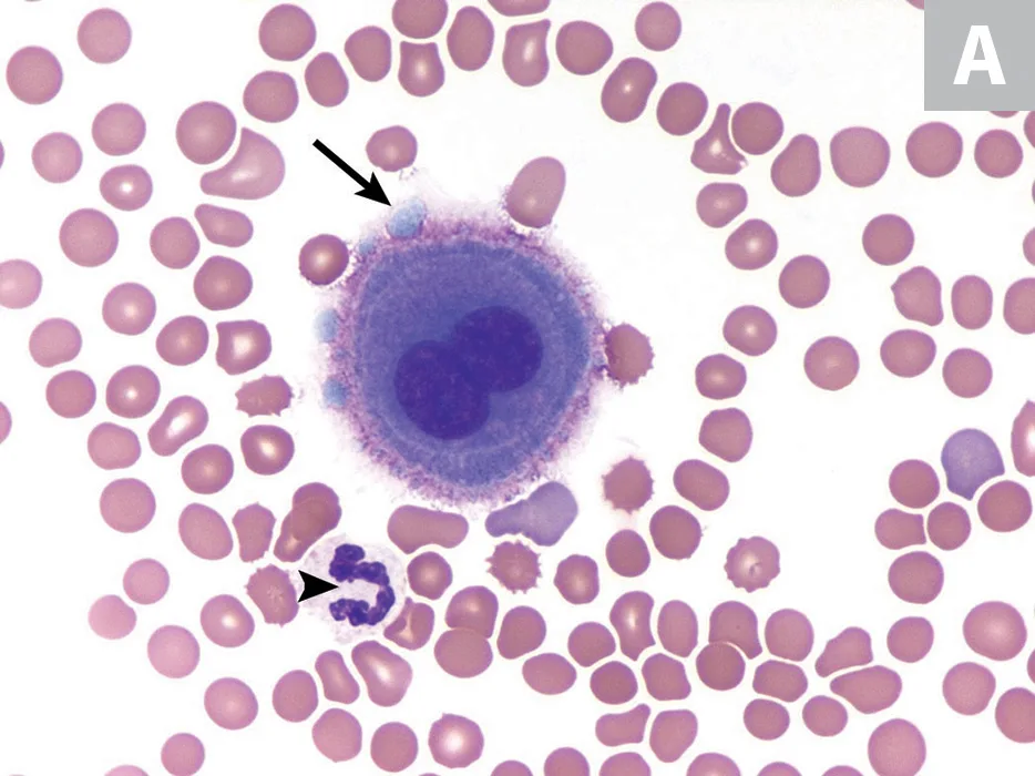 selected slide image