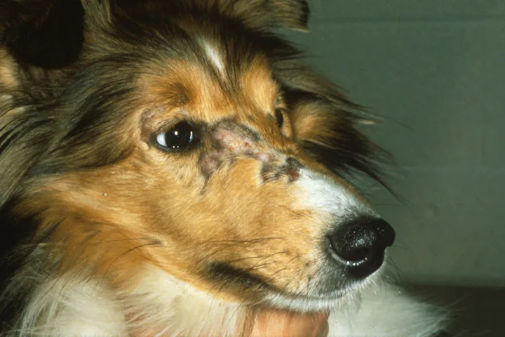 Head of Shetland sheepdog with alopecia and crusting on dorsal aspect of muzzle near eyes.