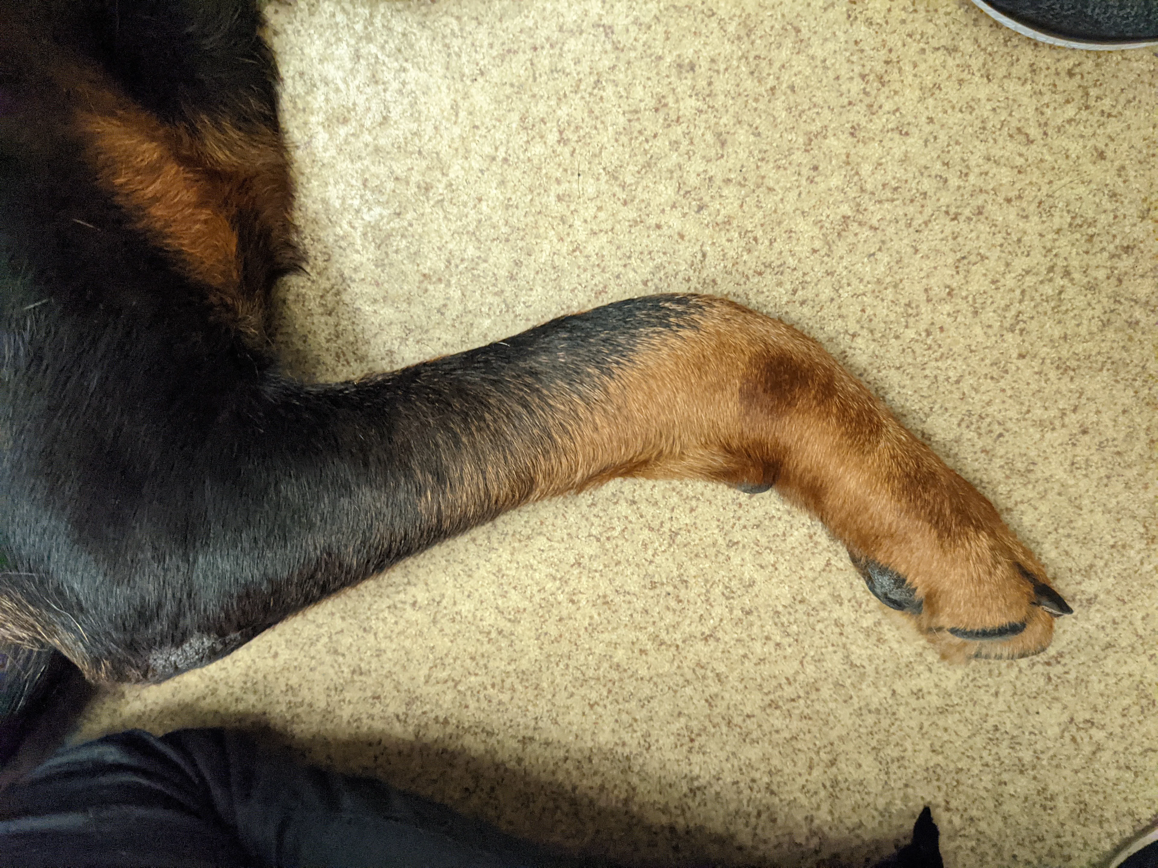 Figure 3A: A lateral view of the canine patient’s right forelimb. Figure 3B: A cranial view of the canine patient’s right forelimb. 