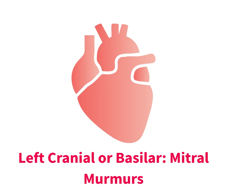 A stylized illustration of a heart highlights the left cranial or basilar region, indicating the location associated with mitral murmurs. The design features a gradient of pink tones, emphasizing the anatomical structure relevant to veterinary cardiology.
