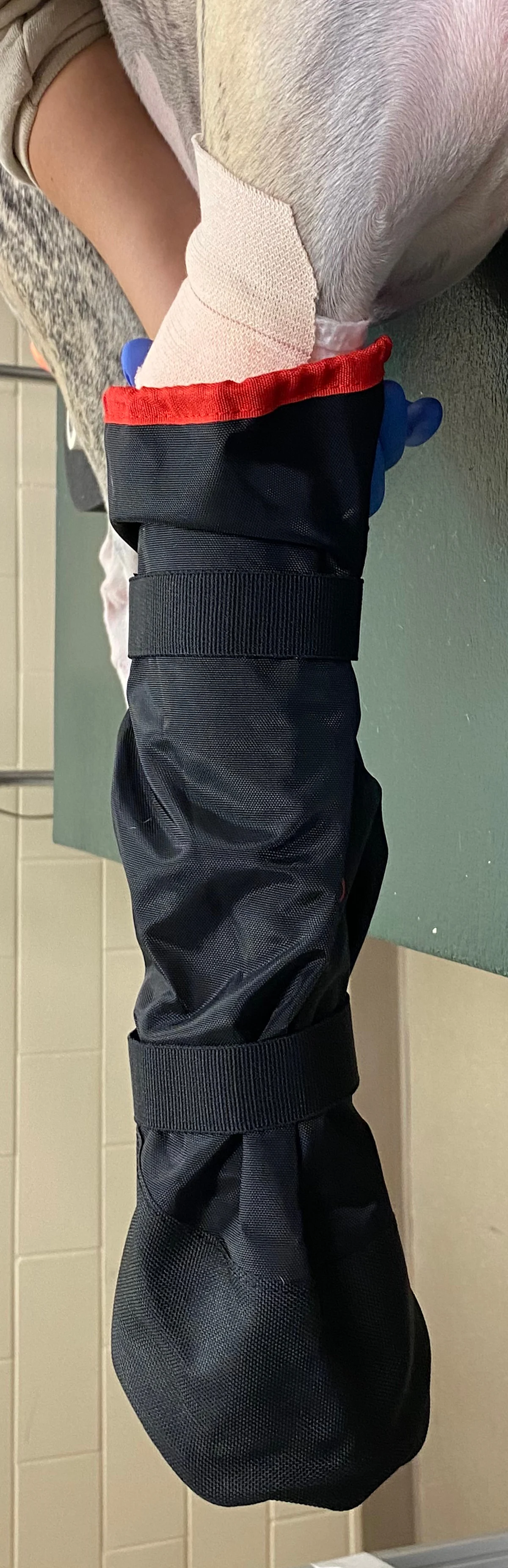 Two examples of waterproof covers placed over bandaged forelimb of a dog.