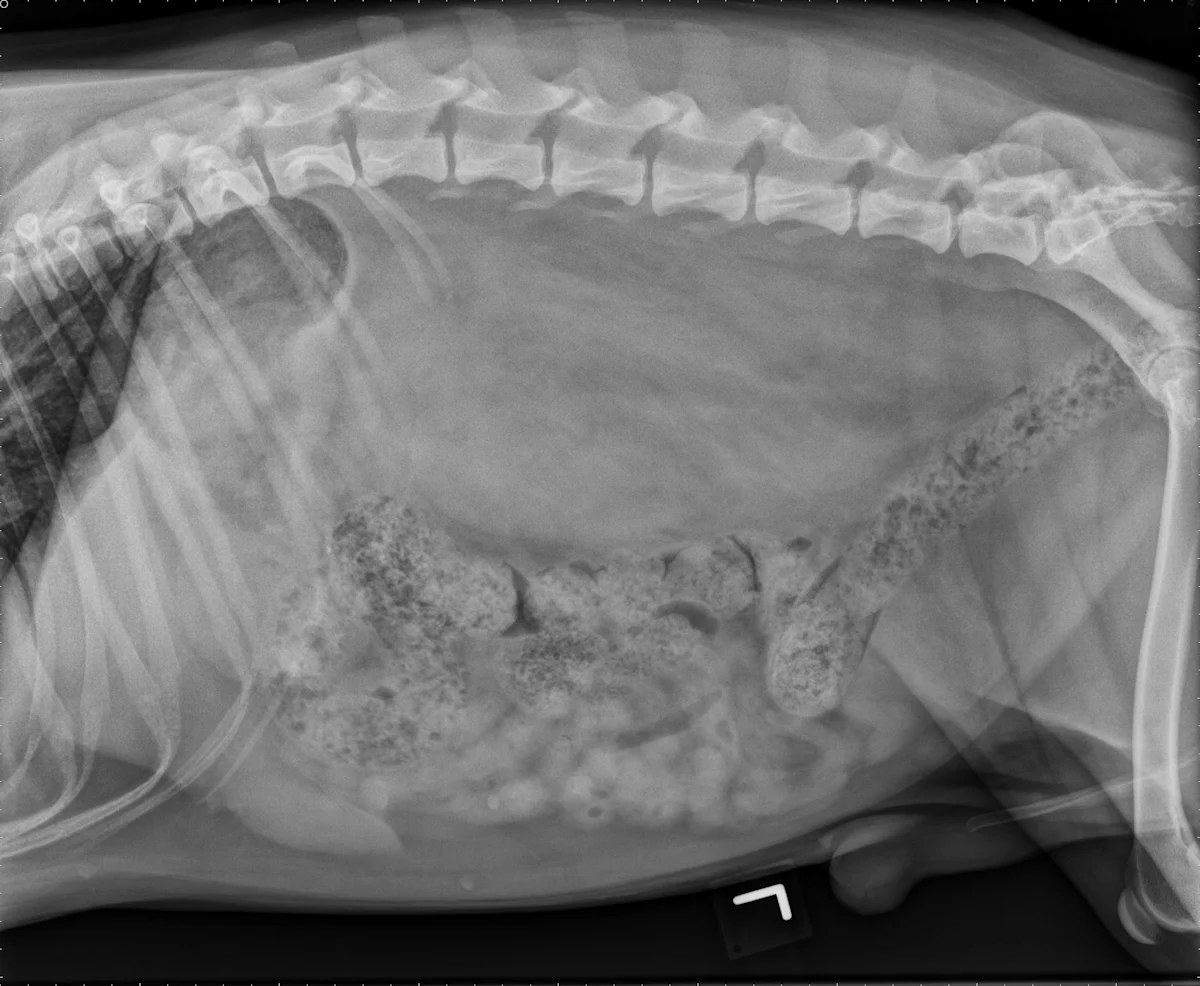 Left lateral abdominal radiograph of a dog.