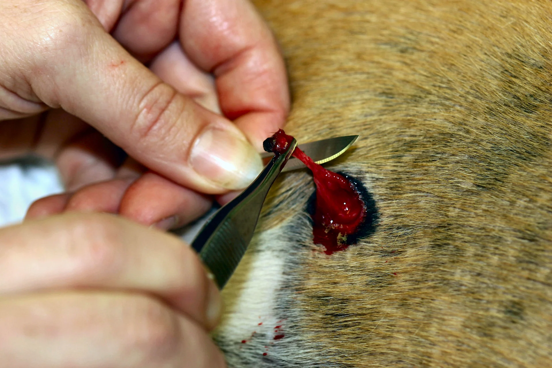 selected slide image