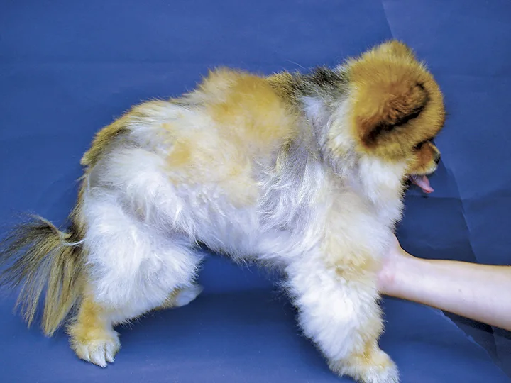 Pomeranian with new white hair regrowth over previous large patches of alopecia.