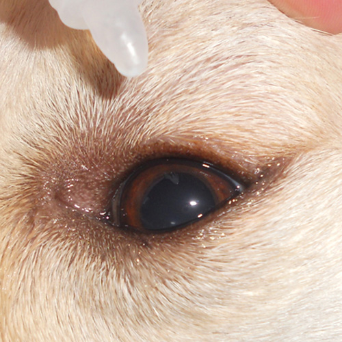 Acetylcysteine eye drops for clearance dogs