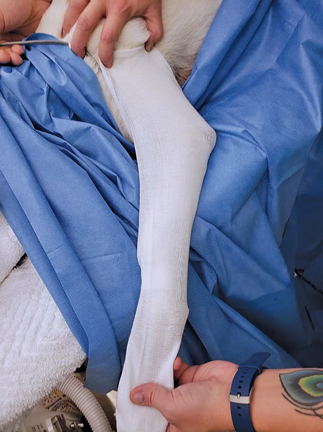 Stockingette bandage material is held up to a dog’s leg. 