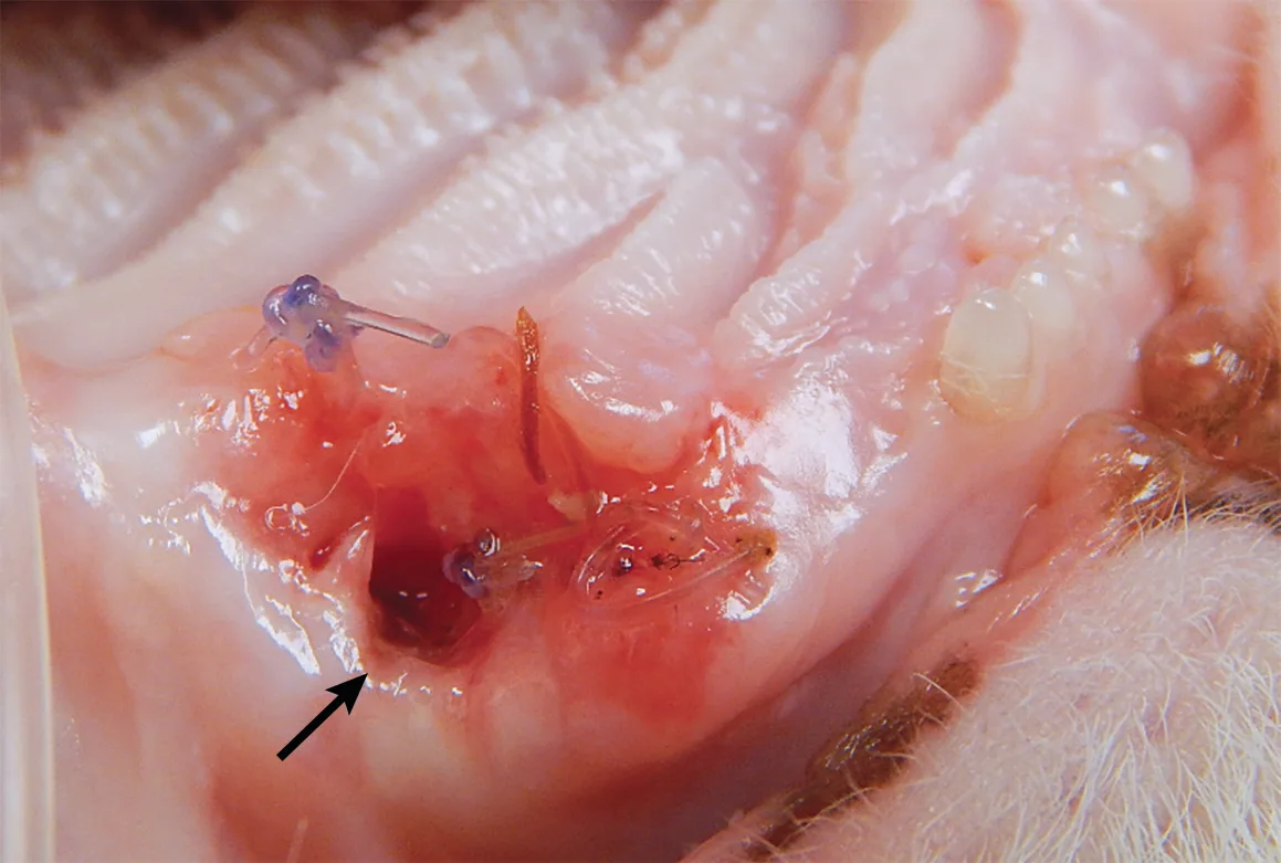 A close-up of a poorly healed extraction site in a feline patient. 