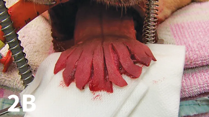 Rostral dog tongue with multiple lacerations before, during, and after surgical repair.