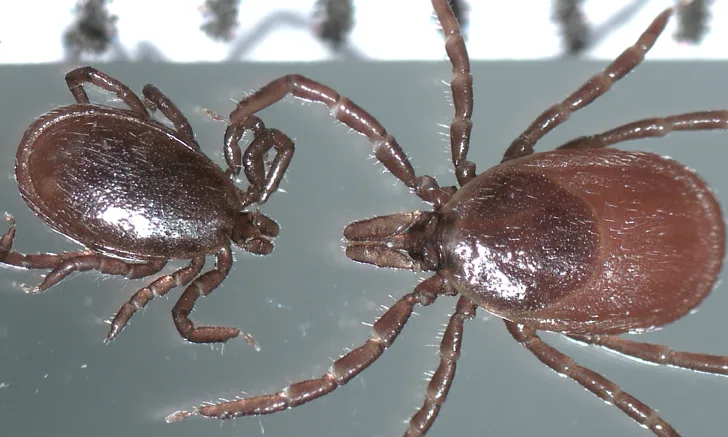 ixodes spp ticks