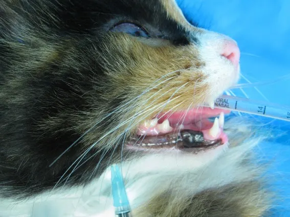 A caudal mandibular nerve block being performed in a live, anesthetized patient.