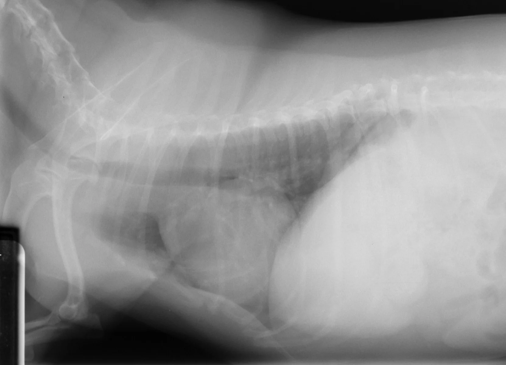 selected slide image