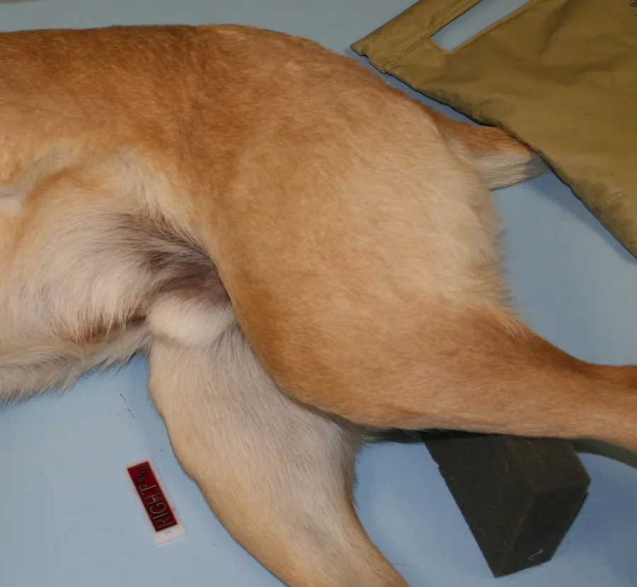 selected slide image