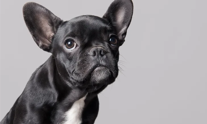 A black French bulldog looking into the camera.