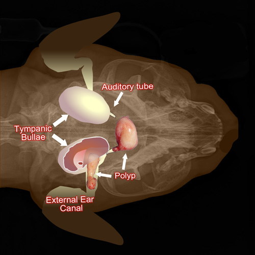 surgical-removal-of-feline-inflammatory-polyps-clinician-s-brief