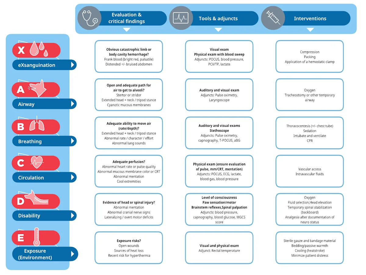 Graph outlining the steps suggested for initial identification of injuries and interventions.