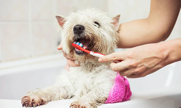 A small, fluffy white dog sits on the edge of a bathtub, wrapped in a pink towel, while a person gently brushes its teeth with a red toothbrush. The bathroom setting features tiled walls, emphasizing the importance of dental care in veterinary practice.