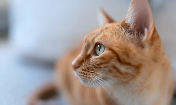 An orange cat with green-blue eyes looking to the side.