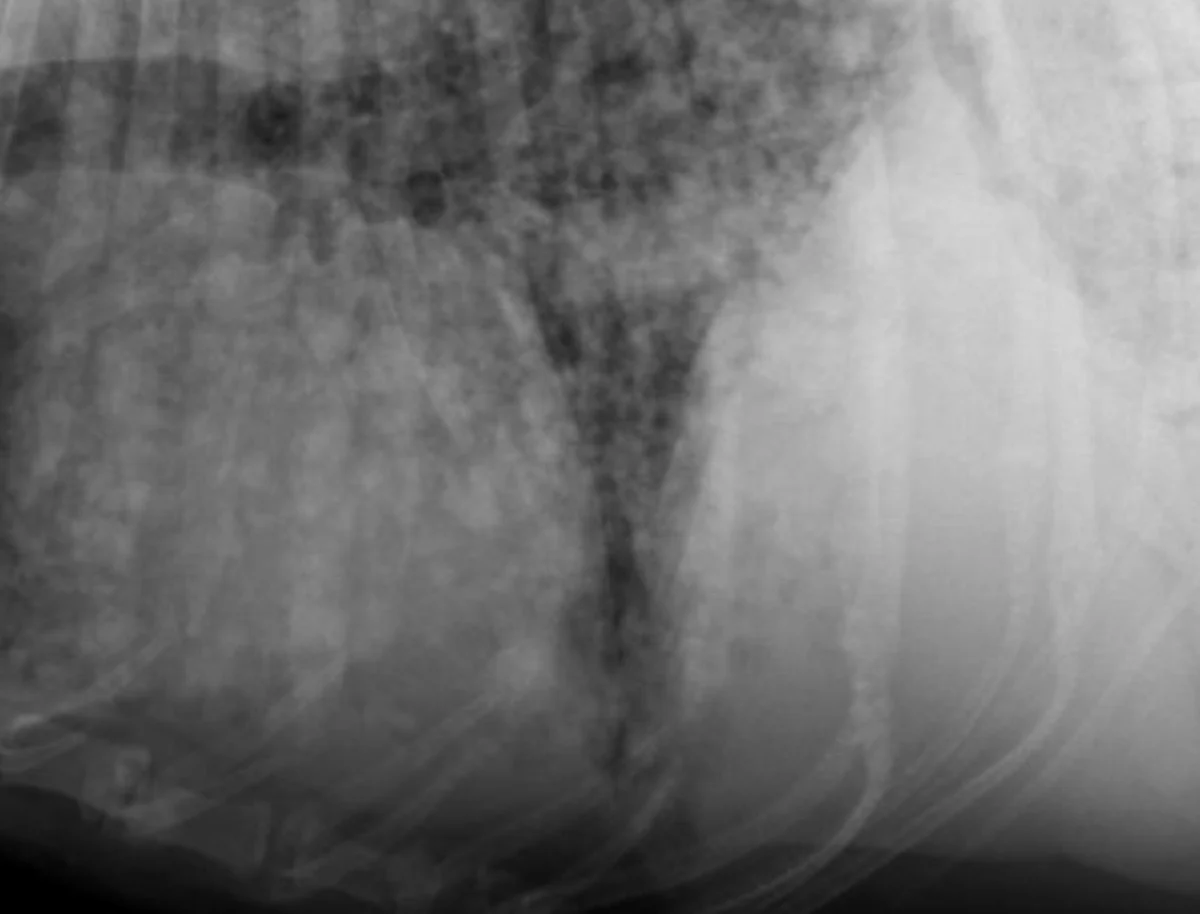 Lateral and VD thoracic X-rays of different dogs illustrating various patterns of pulmonary parenchymal opacity.