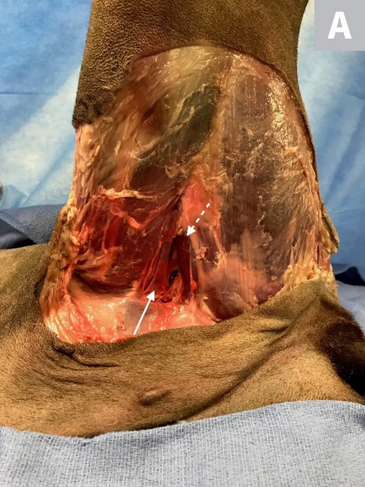 Images of medial aspect of pelvic limb after dissection with arrows pointing to vasculature in femoral triangle.