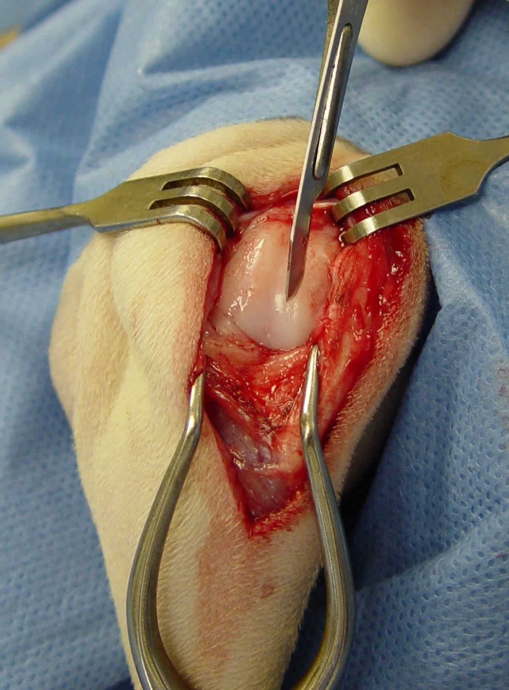 selected slide image