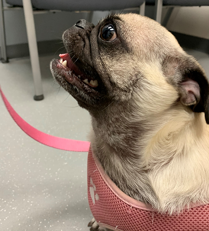 Demodicosis & Secondary Bacterial Folliculitis in a Dog Clinician's Brief