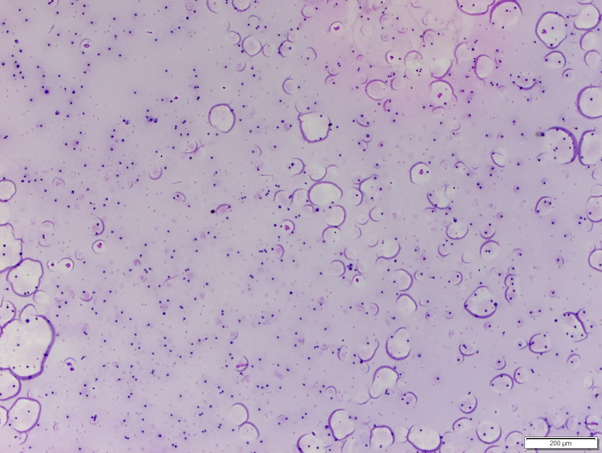 selected slide image