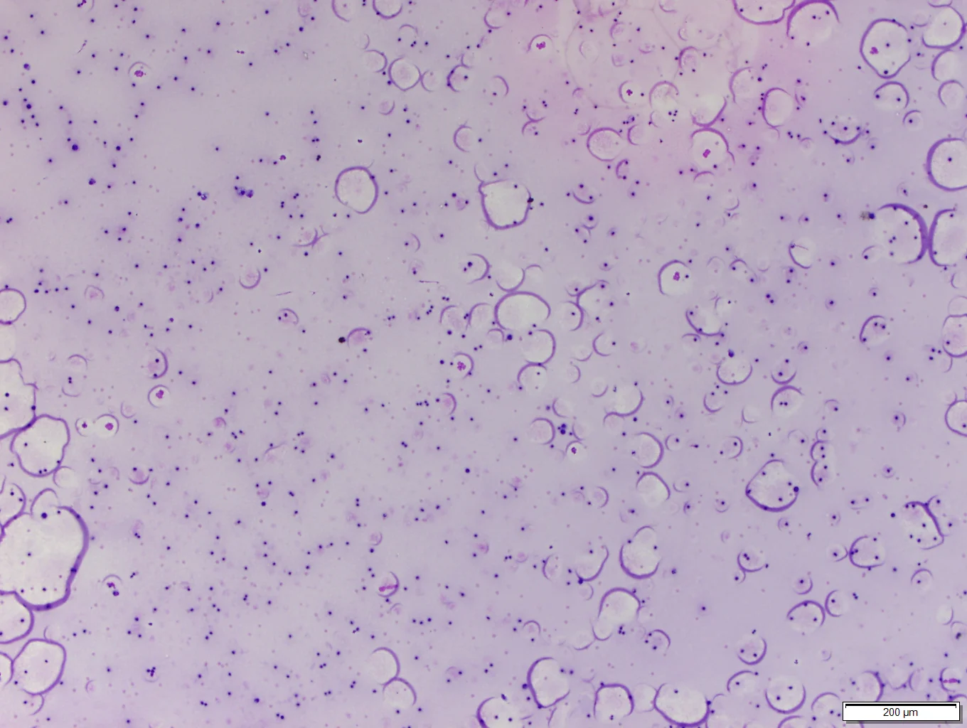 selected slide image