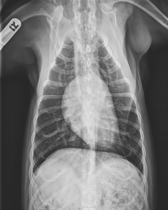 Chronic & Persistent Coughing in a Dog Clinician's Brief