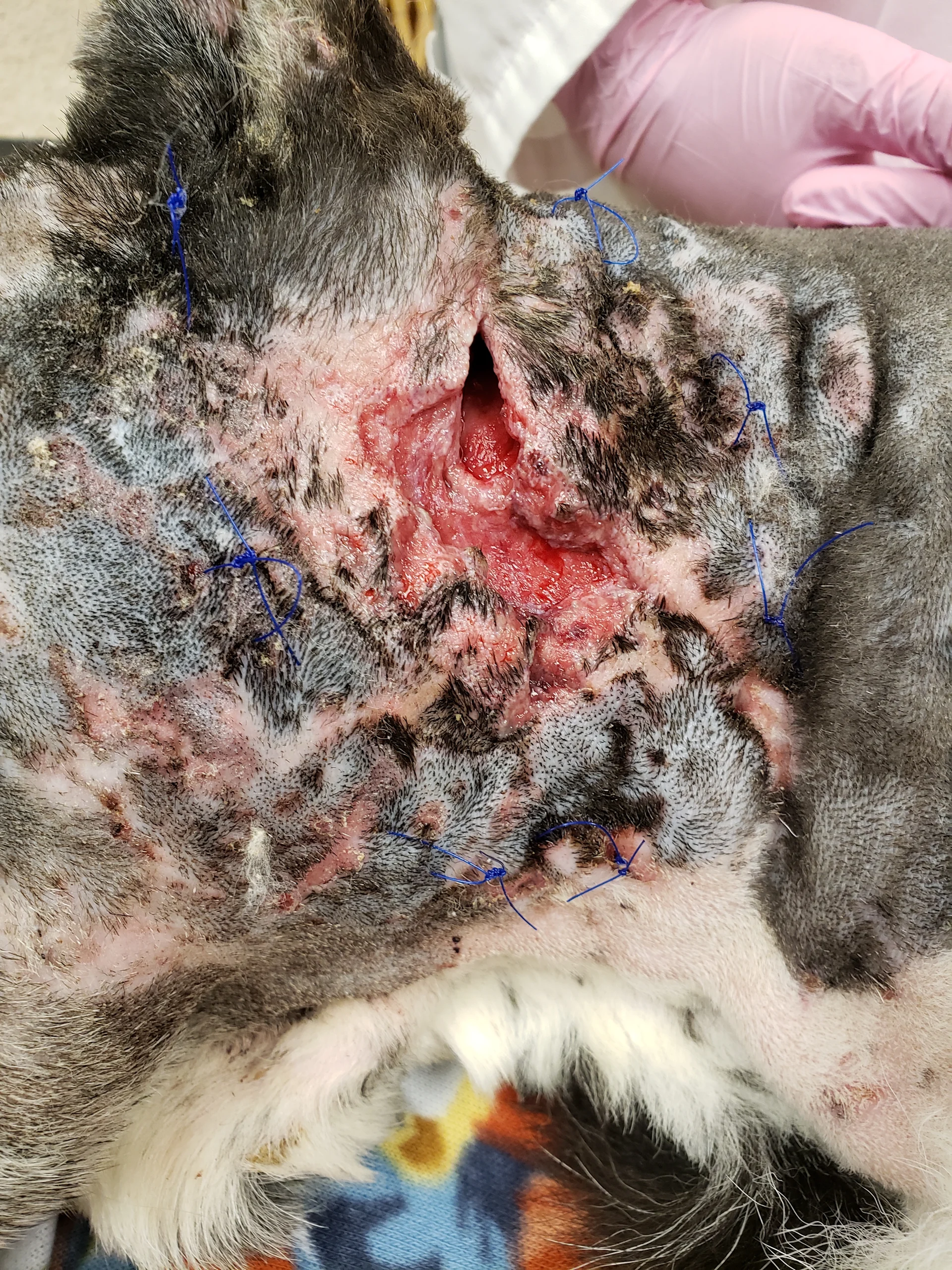 selected slide image